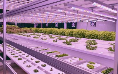 Hydroponic Containers